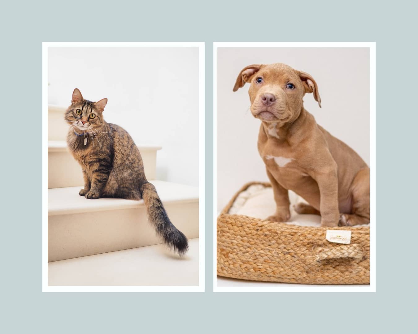Hond en kat