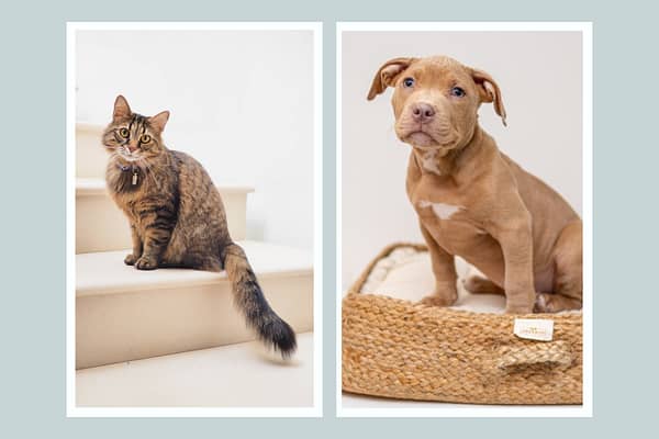 Hond en kat